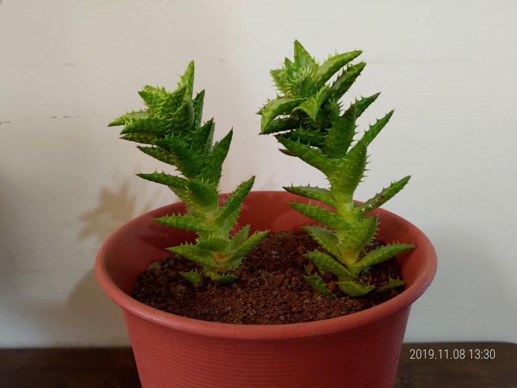 植物(翡翠殿蘆薈)